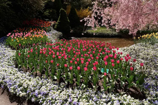 Tulip Top Gardens (28)